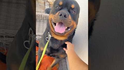 Try to subscribe😁👍.. #rottweiler #pets #puppy #dog #fyp #seo #shortsfeed #animals #feed #petlover