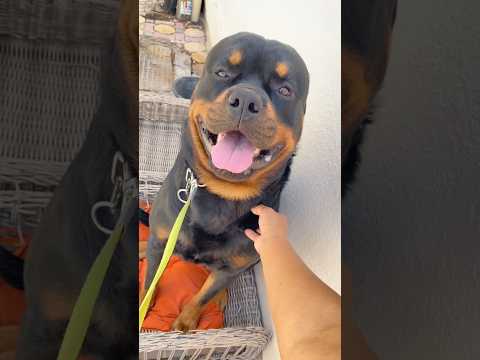 Try to subscribe😁👍.. #rottweiler #pets #puppy #dog #fyp #seo #shortsfeed #animals #feed #petlover