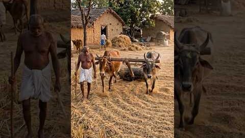 पहले ऐसे होती थी धान की मिंसाई 🐂🌾 | Old Desi Jugaad #shorts #desijugaad #ai