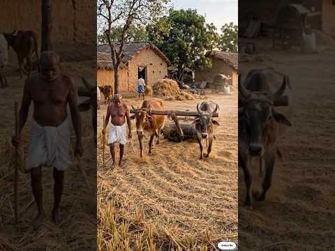 पहले ऐसे होती थी धान की मिंसाई 🐂🌾 | Old Desi Jugaad #shorts #desijugaad #ai