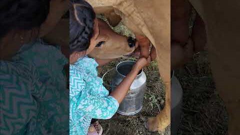 please subscribe 🙏🙏🙏 #dairyfarming #youtubeshorts #shorts #desi #trending #haryanvi #yt #cow