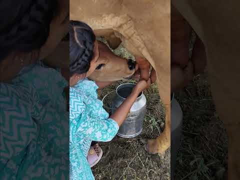 please subscribe 🙏🙏🙏 #dairyfarming #youtubeshorts #shorts #desi #trending #haryanvi #yt #cow