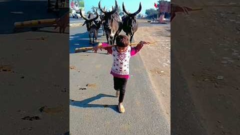 Desi kankrej cow #cow #ternding #terndingshort #vairalshort #vairalvideo @YouTube