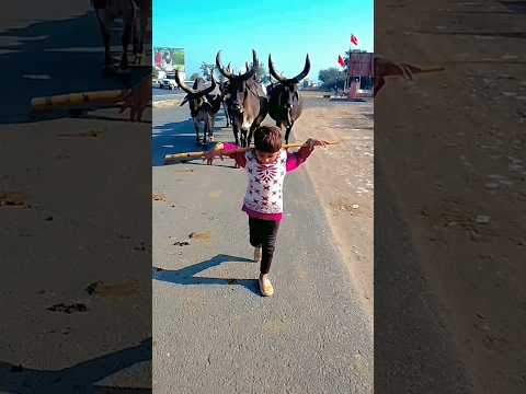 Desi kankrej cow #cow #ternding #terndingshort #vairalshort #vairalvideo @YouTube