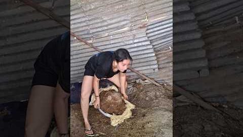 gobar 🌾♥️😍….#desi #lifestyle #viral #village #video #youtube #trending #shorts #youtube #lifestyle