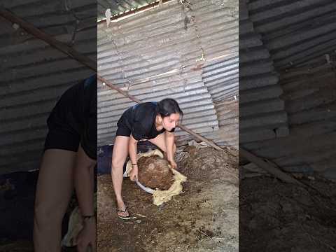 gobar 🌾♥️😍….#desi #lifestyle #viral #village #video #youtube #trending #shorts #youtube #lifestyle