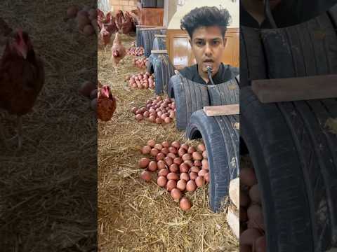 Sabse zyda ande dene wali murgi konsi hoti he | desi murgi palan business #desimurgi