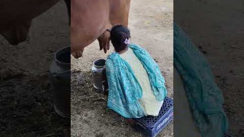 please subscribe 🙏🙏🙏 #dairyfarming #youtubeshorts #shorts #desi #cow #trending #haryanvi #yt