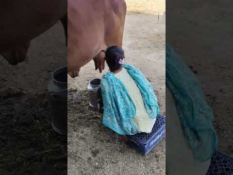 please subscribe 🙏🙏🙏 #dairyfarming #youtubeshorts #shorts #desi #cow #trending #haryanvi #yt