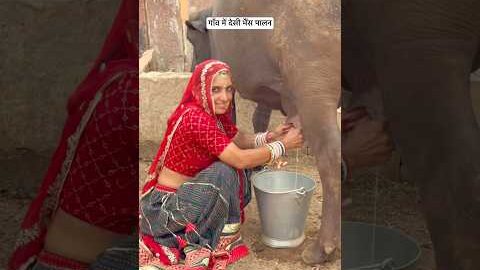 गॉंव में देसी भैंस का पालन😍 #villagelife #desi #youtubeshorts #gaon