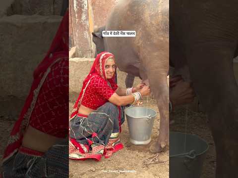 गॉंव में देसी भैंस का पालन😍 #villagelife #desi #youtubeshorts #gaon