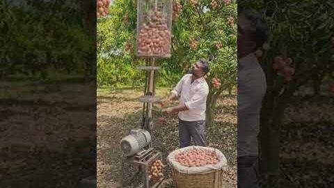 “লিচু তোলার জন্য বানালো দেশি মেশিন!” 🍒⚙️#shortvideo #villagerlifestyle #desi #lichu