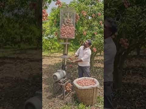 “লিচু তোলার জন্য বানালো দেশি মেশিন!” 🍒⚙️#shortvideo #villagerlifestyle #desi #lichu