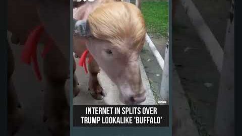 ‘Donald Trump’ buffalo Goes Viral For Golden Hair Resemblance In Bangladesh | Trump News