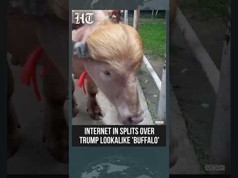 ‘Donald Trump’ buffalo Goes Viral For Golden Hair Resemblance In Bangladesh | Trump News