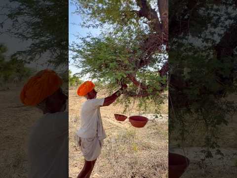 पक्षियों के प्रति लगाव 😍 #villagelife #desi #nature #rajasthani #subscribe #viralvideo