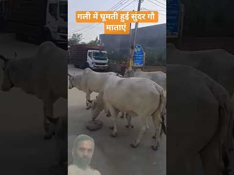 #Desi #cow #dairyfarm #farming #shorts #youtubeshorts #viral
