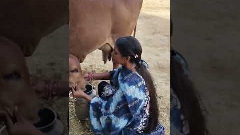 cow milking 🐄🐄🐄 #dairyfarming #youtubeshorts #shorts #desi #cow #trending #haryanvi #yt