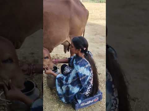 cow milking 🐄🐄🐄 #dairyfarming #youtubeshorts #shorts #desi #cow #trending #haryanvi #yt