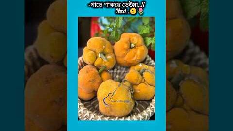 গাছে পাকছে ডেউয়া next #shorts #foryou #viralvideo #ytshorts #btsarmyforever
