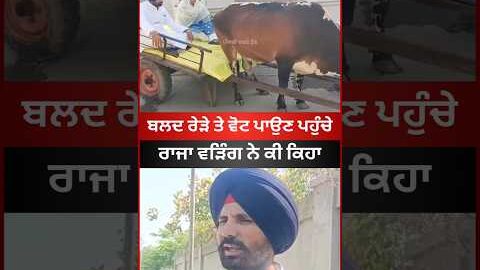 ਬਲਦ ਰੇਹੜੇ ਤੇ ਵੋਟ ਪਾਉਣ ਪਹੁੰਚੇ ਰਾਜਾ ਵੜਿੰਗ #rajawarring #punjab #punjabinews #latestnews #viral #shorts