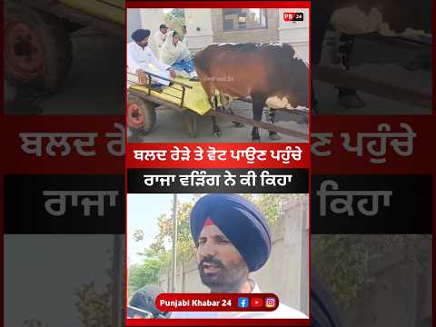 ਬਲਦ ਰੇਹੜੇ ਤੇ ਵੋਟ ਪਾਉਣ ਪਹੁੰਚੇ ਰਾਜਾ ਵੜਿੰਗ #rajawarring #punjab #punjabinews #latestnews #viral #shorts