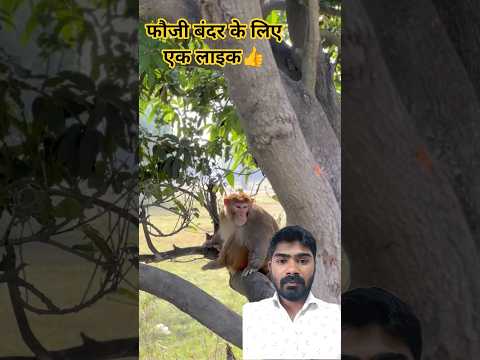 बंदर के लिए खाना🫡 #army #shortsfeed #armylover #trending