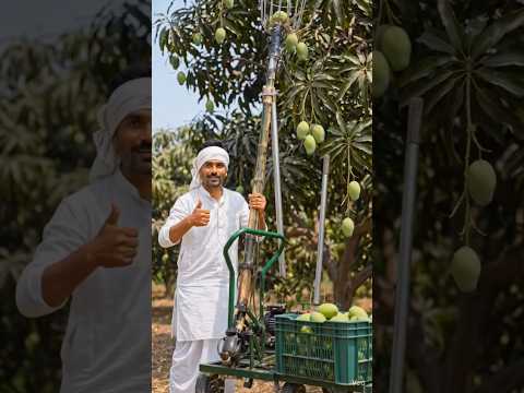 किसान ने बना दी आम तोड़ने की मशीन 😱 | Desi Jugaad बिना पेड़ पर चढ़े ऐसे तोड़ो आम 🥭🔥#shorts