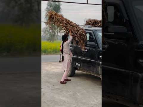 desi hun gawar nahin desi se panga #emostional #desi #gawar #shorts #ytshorts #trending