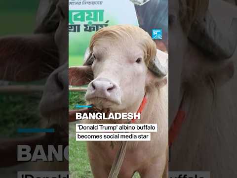Bangladesh: “Donald Trump” albino buffalo becomes social media star • FRANCE 24 English