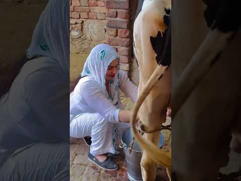Chokhi kheti baadi se…. #shortvideo #haryanvisong #short #desi #desivlog