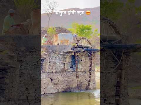 विलुप्त होती रहट 😍 #desi #marwadilife #desikhana #villagelife #nature #farming #water