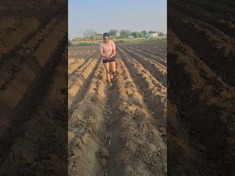 ganna🌾🥰….#village #girl #trending #shorts #viral #lifestyle #love #desi #life #farming #motivation