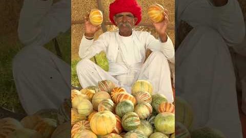 दोस्तों के साथ मिलकर खरबूजा पार्टी 😍 #desi #villagelife #brother #summer #muskmelon