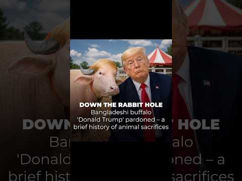 “Buffalo Named ‘Donald Trump’ Goes Viral Worldwide 😱🐃”# shorts# donald trump# you tube shorts#news