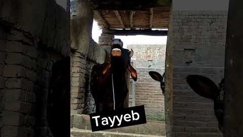 cow funny naam ❤️❤️❤️❤️#viral #shorts #instagram