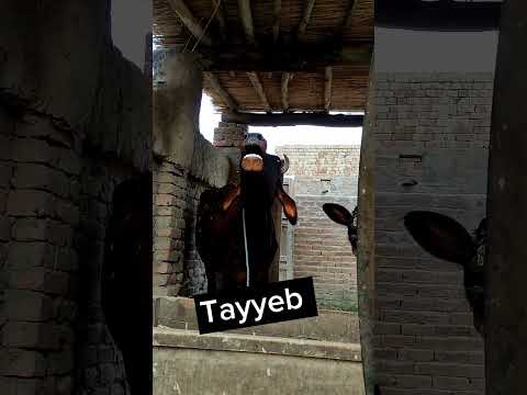 cow funny naam ❤️❤️❤️❤️#viral #shorts #instagram