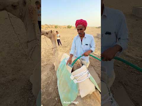 रेगिस्तान में पानी 🥰 #villagelife #rajasthan #desi #gaon #shorts #viralvideo #viralshorts