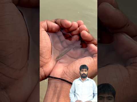 फौजी भाई ने अपने हाथों में मछली पकड़ ली #army #shortsfeed