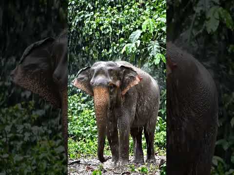 #jim #corbett #park #life #rain #animals #india