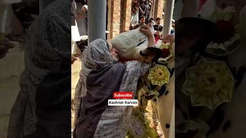 Wezmal: Kashmir’s Most Famous Qurbani Bull 2026! 🐂🔥 #eidmubarak #eiduladha #bakraeid2026 #qurbani