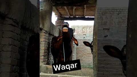 Cow Funny Naam ❤️❤️❤️ #viral #trending #funny #explorepage #instagram #india #follow #tiktok
