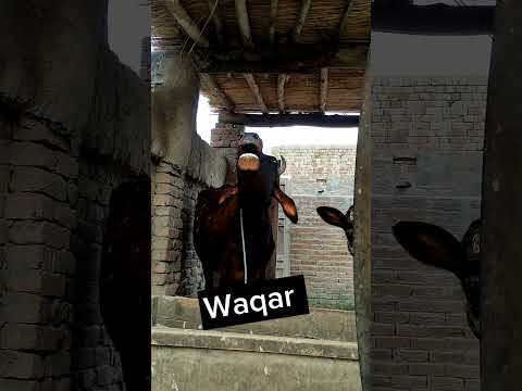 Cow Funny Naam ❤️❤️❤️ #viral #trending #funny #explorepage #instagram #india #follow #tiktok
