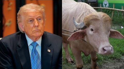 Bangladesh buffalo named Donald Trump goes viral for resemblance to US president