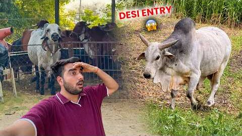 Farm Me Desi Bull Ki Entry🐂Arjun Ka Reaction Dekho😱