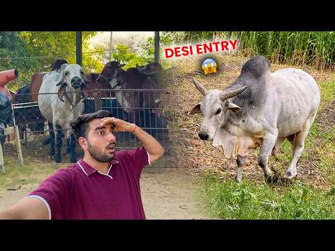 Farm Me Desi Bull Ki Entry🐂Arjun Ka Reaction Dekho😱