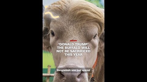 ‘Donald Trump’ the buffalo will not be sacrificed this year