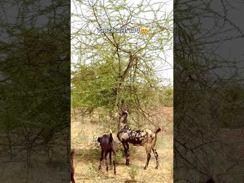 दोपहर की देसी चाय 😍 #villagelife #desi #rajasthani #culture #viralvideo #shorts