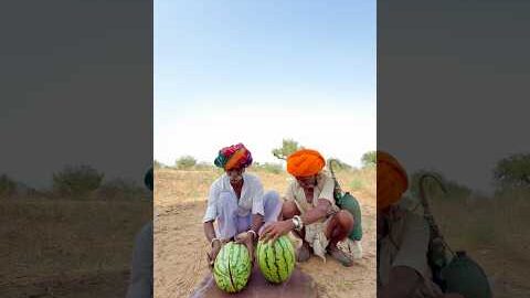 पुरानी दोस्ती और मीठा तरबूज़ 😍 #villagelife #desi #rajasthani #shortvideo #viralvideo