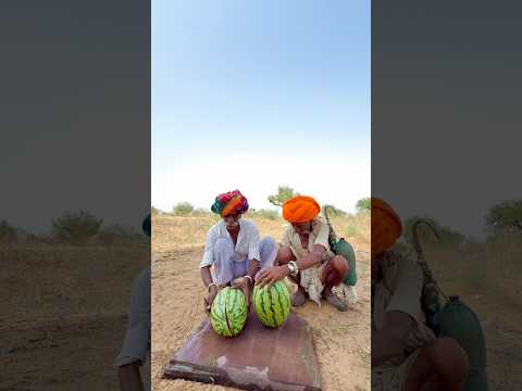 पुरानी दोस्ती और मीठा तरबूज़ 😍 #villagelife #desi #rajasthani #shortvideo #viralvideo